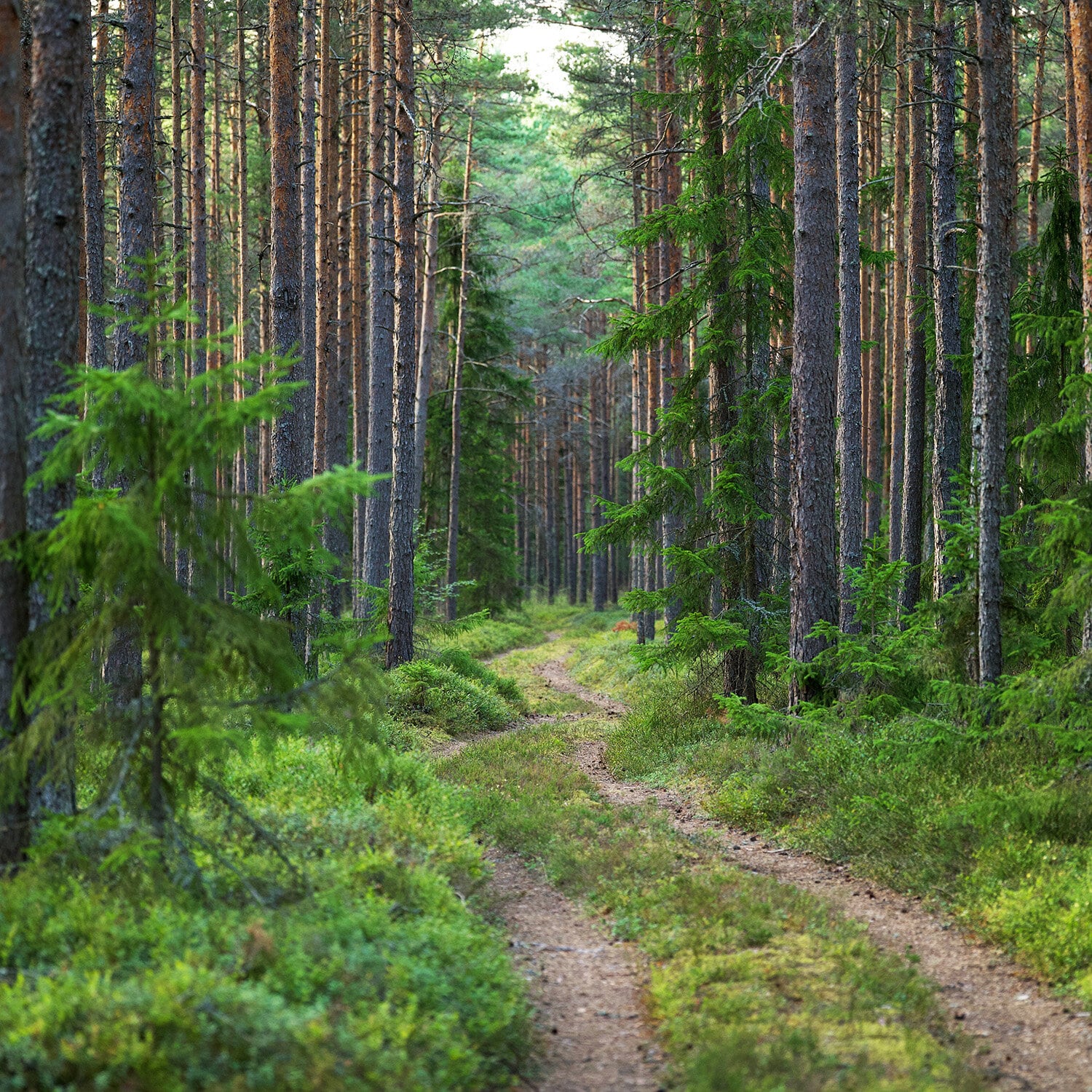 https://www.alpina.no/pub_docs/files/Startsidan/pexels-lauri-poldre-14617689.jpg